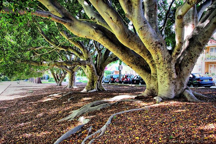 trees-IMG_4361-hdr.jpg